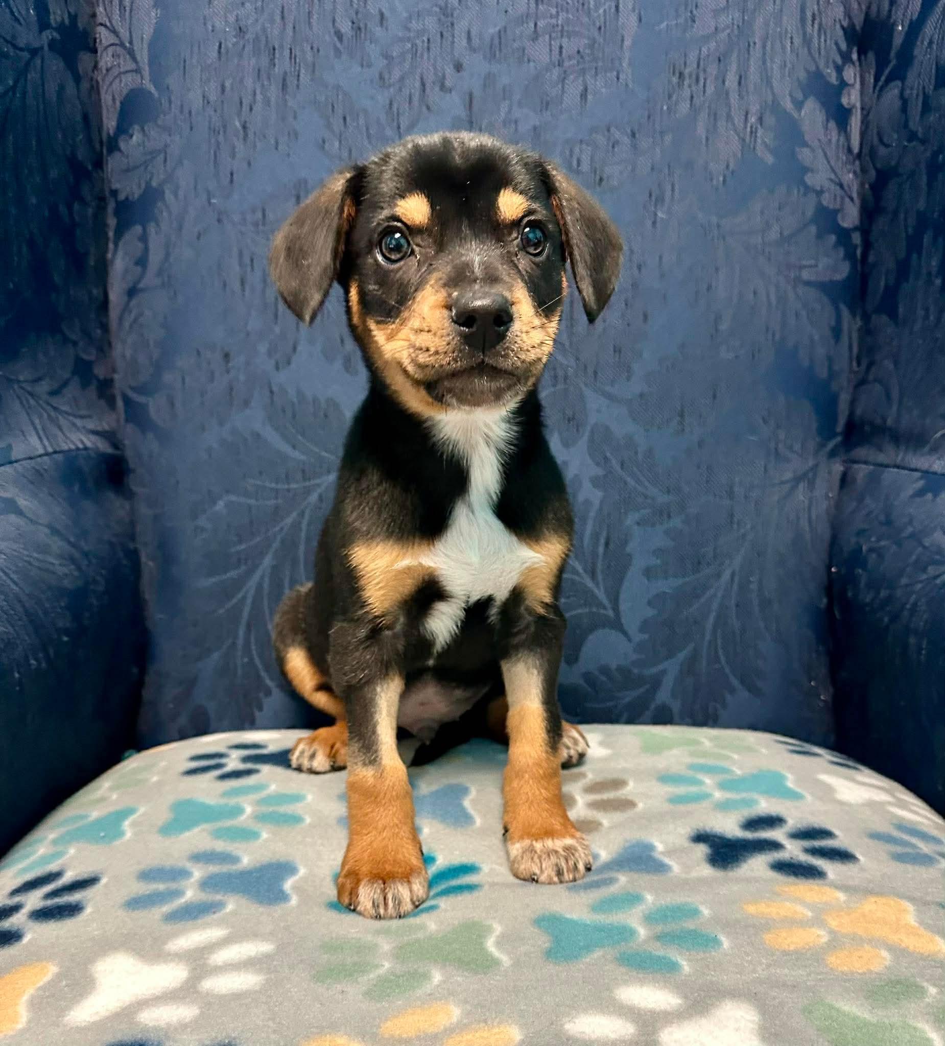 Conway James, ADOPTABLE, Puppy Male Australian Cattle Dog / Blue Heeler.