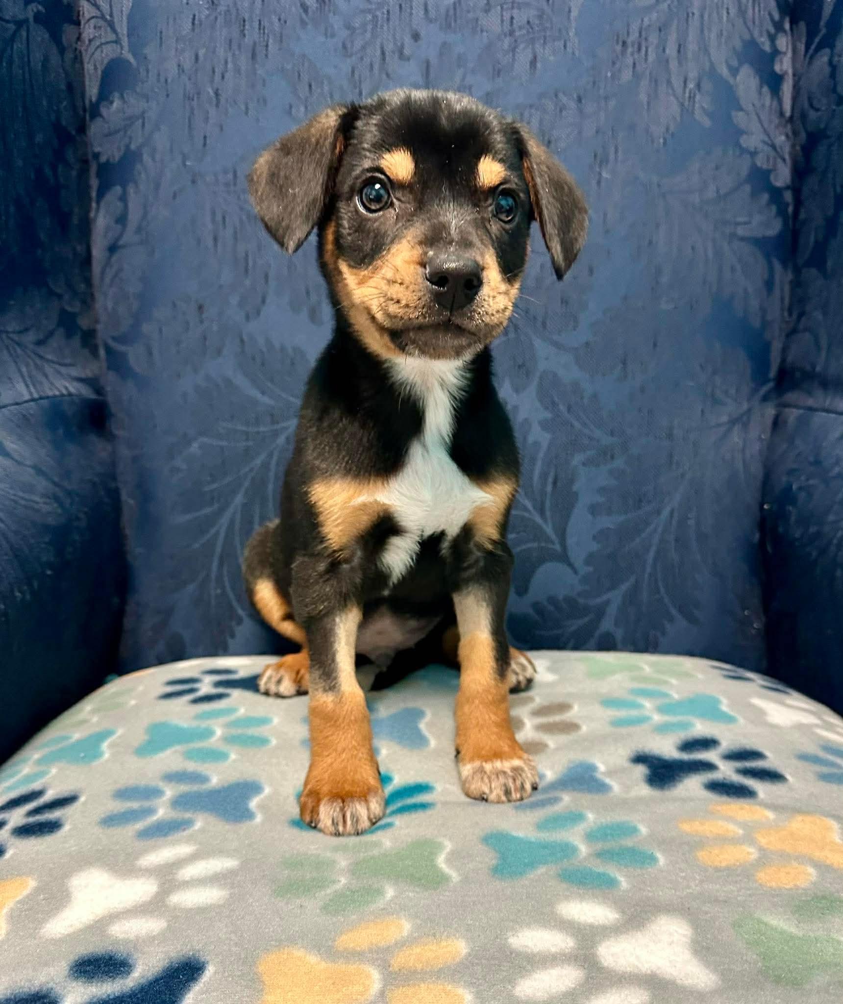 Enlarge Conway James, a ADOPTABLE mixed breed in Walker, LA image 4/5