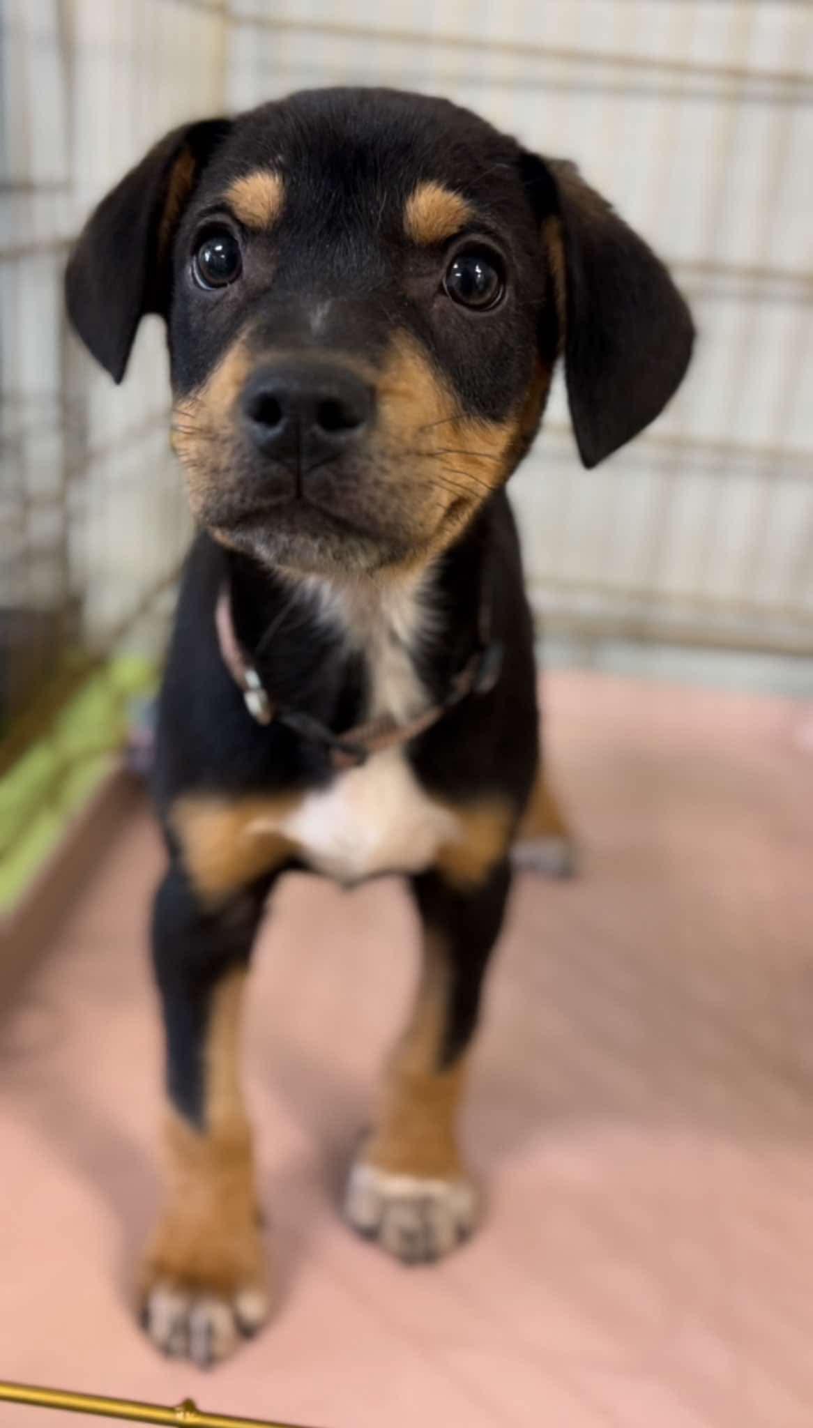 Enlarge Conway James, a ADOPTABLE mixed breed in Walker, LA image 3/5