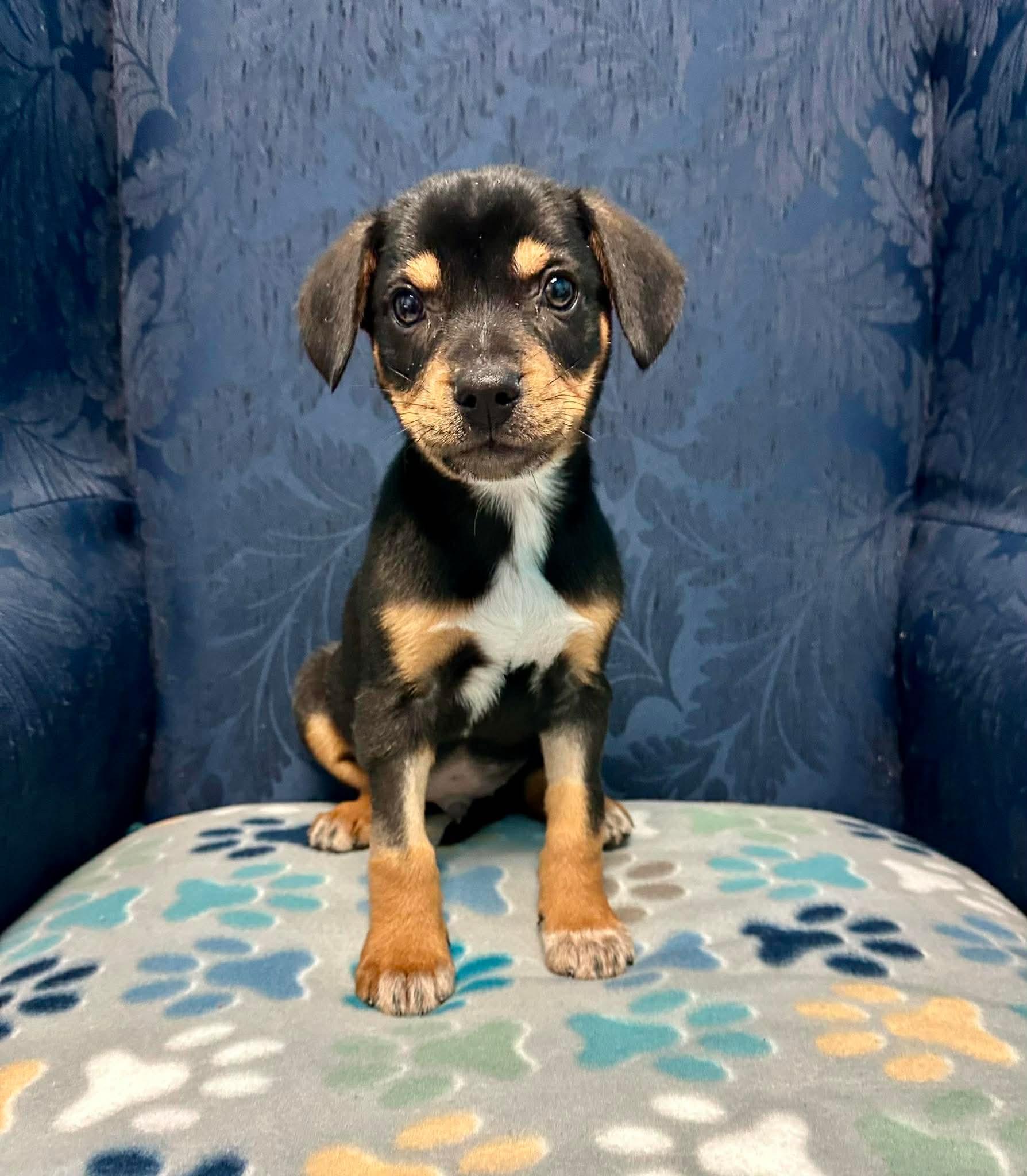 Enlarge Conway James, a ADOPTABLE mixed breed in Walker, LA image 5/5