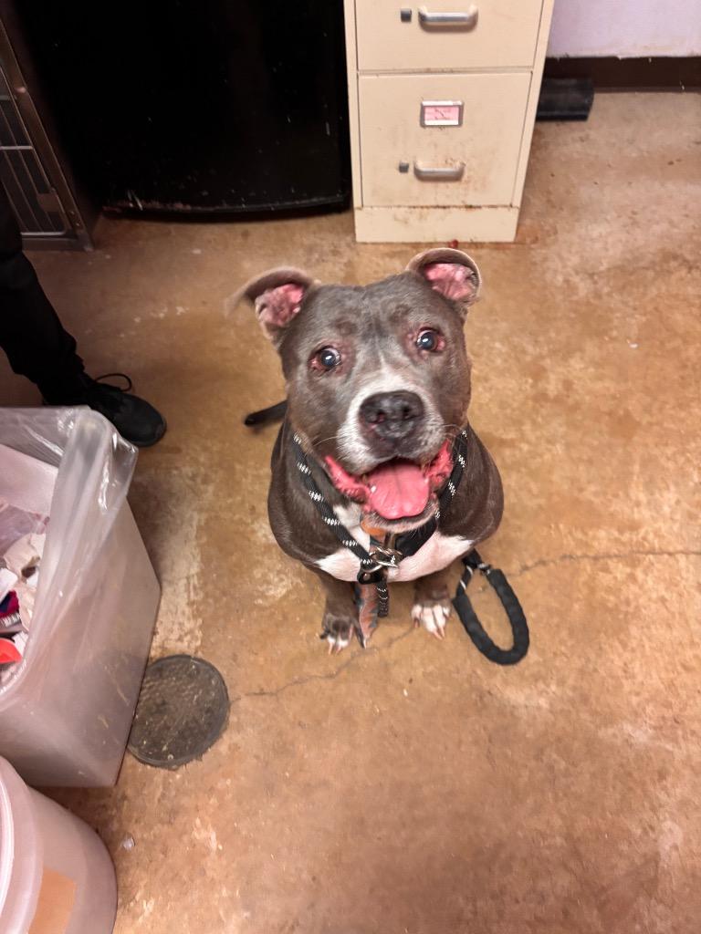 Princess (Precious), Adoptable, Senior Female American Staffordshire Terrier.