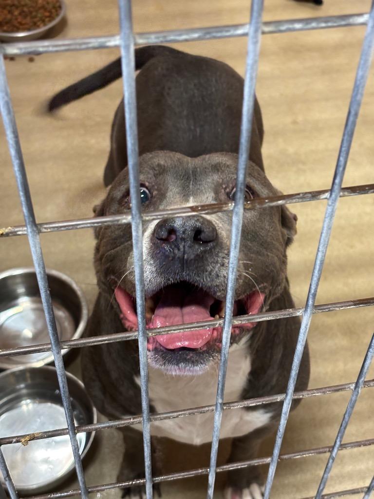 Princess (Precious), Adoptable, Senior Female American Staffordshire Terrier.