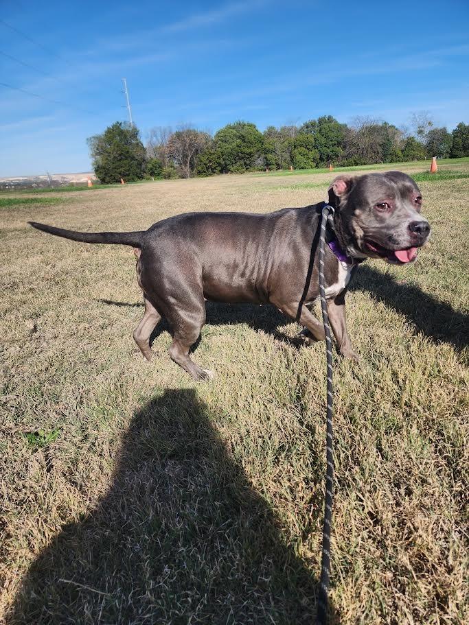 Enlarge Princess (Precious), a Adoptable mixed breed in New Braunfels, TX image 2/6