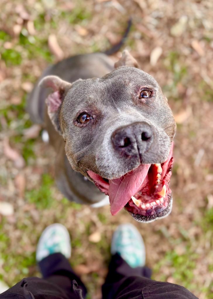 Enlarge Princess (Precious), a Adoptable mixed breed in New Braunfels, TX image 3/6