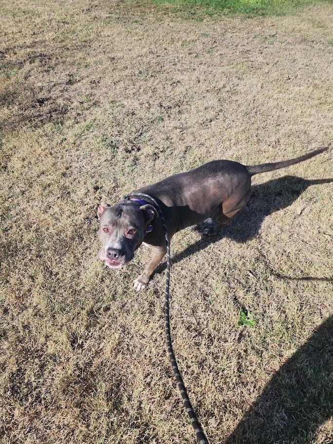 Enlarge Princess (Precious), a Adoptable mixed breed in New Braunfels, TX image 5/6