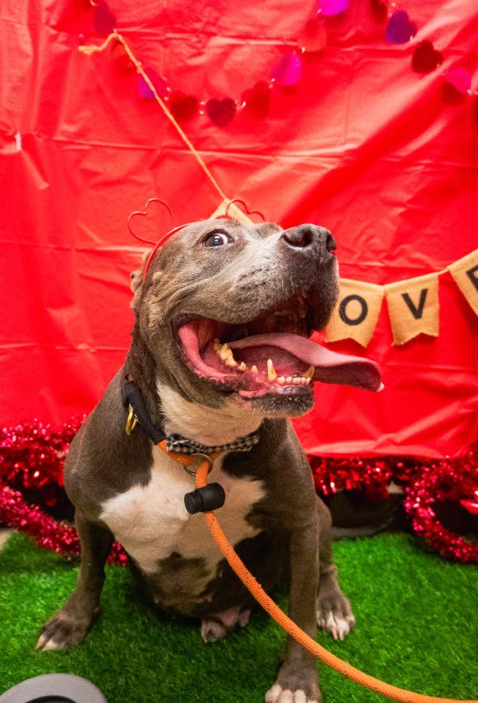 Enlarge Princess (Precious), a Adoptable mixed breed in New Braunfels, TX image 5/6