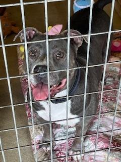 Enlarge Princess (Precious), a Adoptable mixed breed in New Braunfels, TX image 6/6