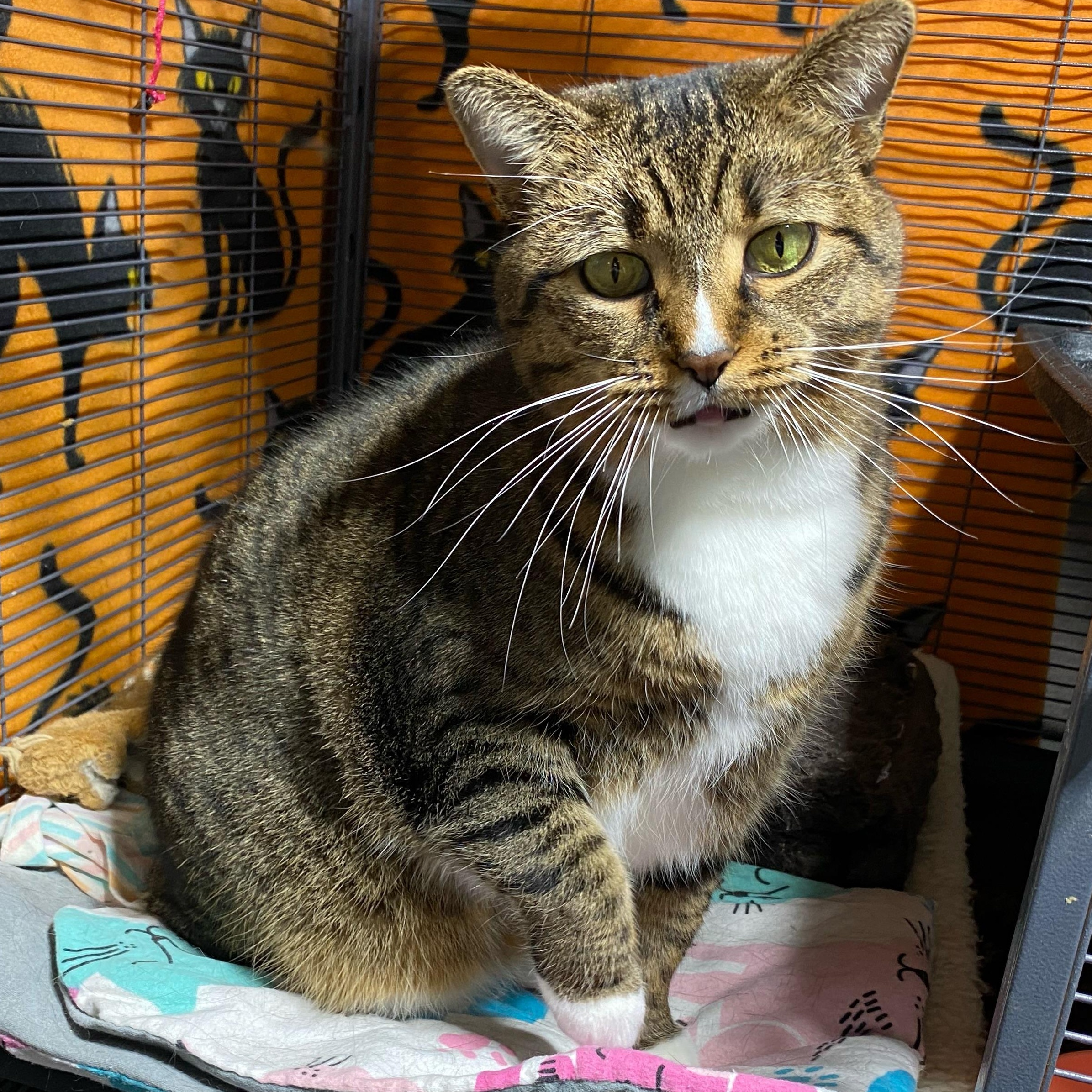 Enlarge Sugar Cookie, a Adoptable Domestic Short Hair in Holly, MI image 1/2