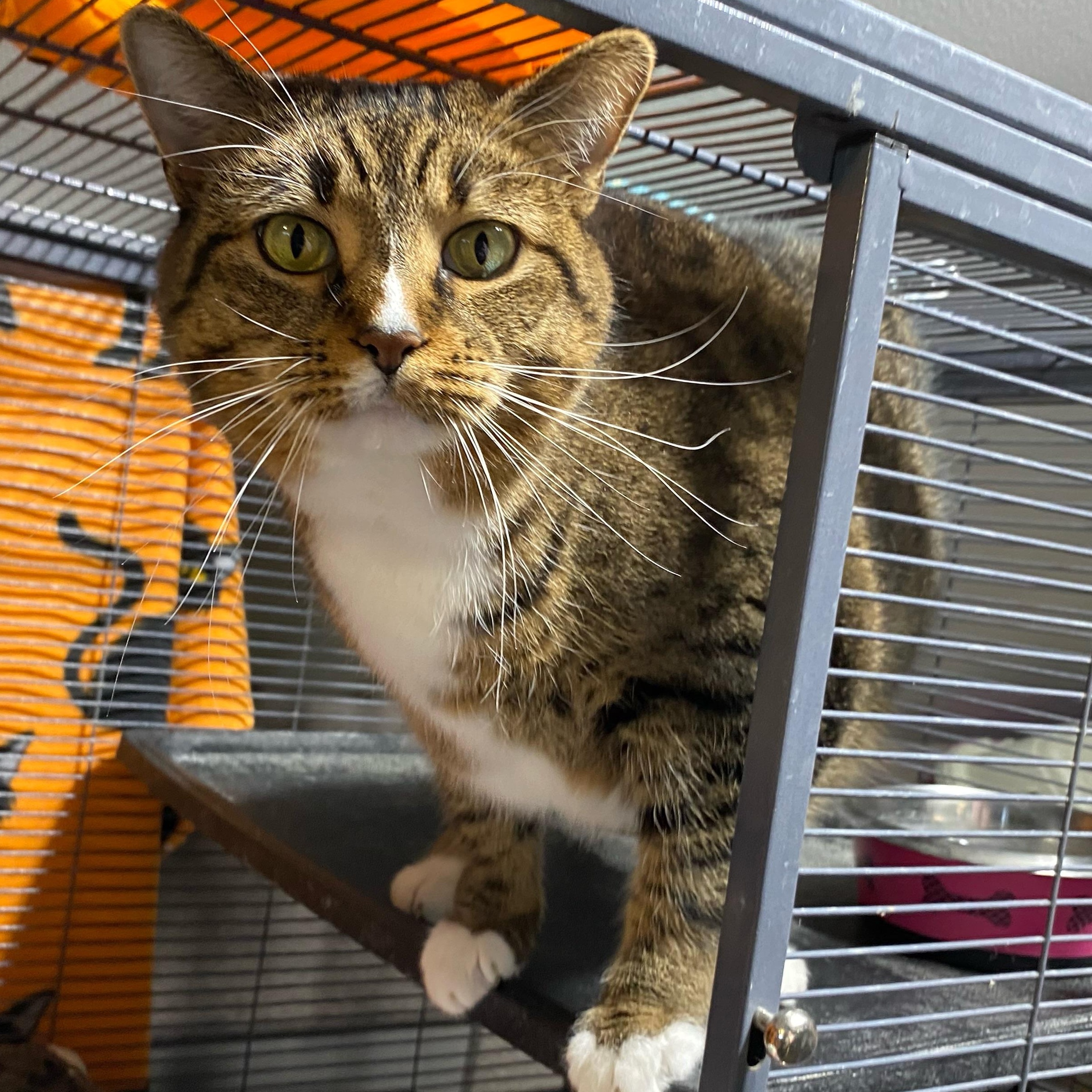 Enlarge Sugar Cookie, a Adoptable Domestic Short Hair in Holly, MI image 2/2