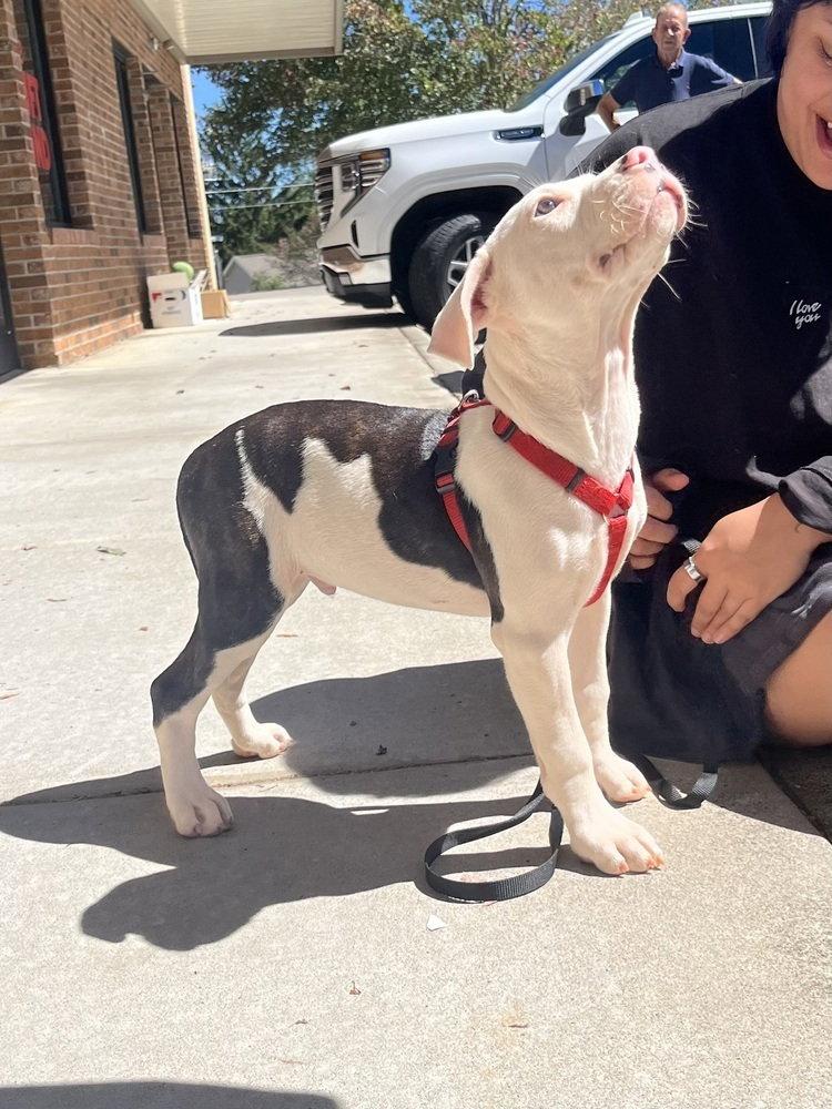 Joshua Tree, Adoptable, Puppy Male Terrier.