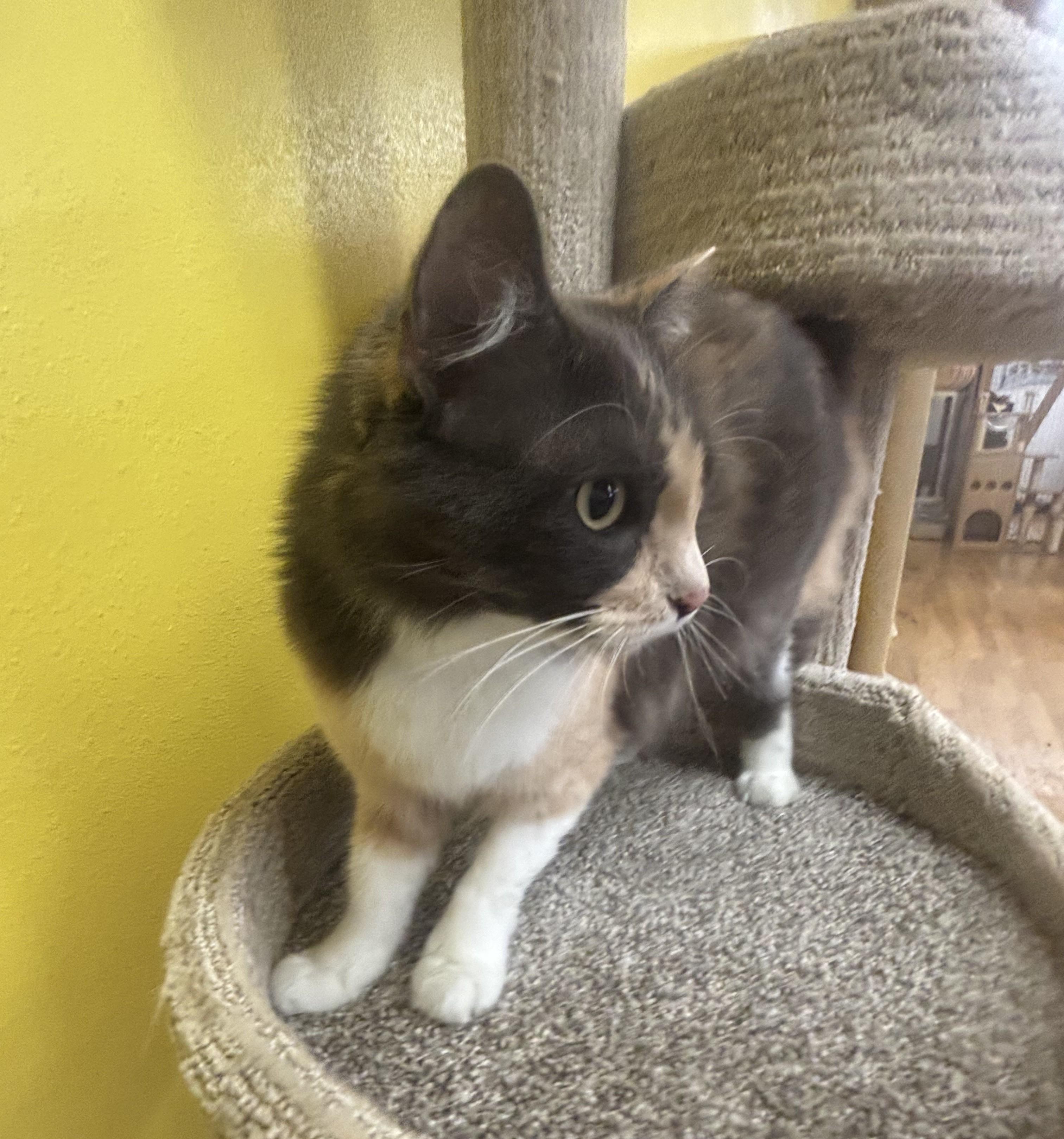 Enlarge Maddie, a Adoptable Dilute Calico in Whittier, CA image 4/6