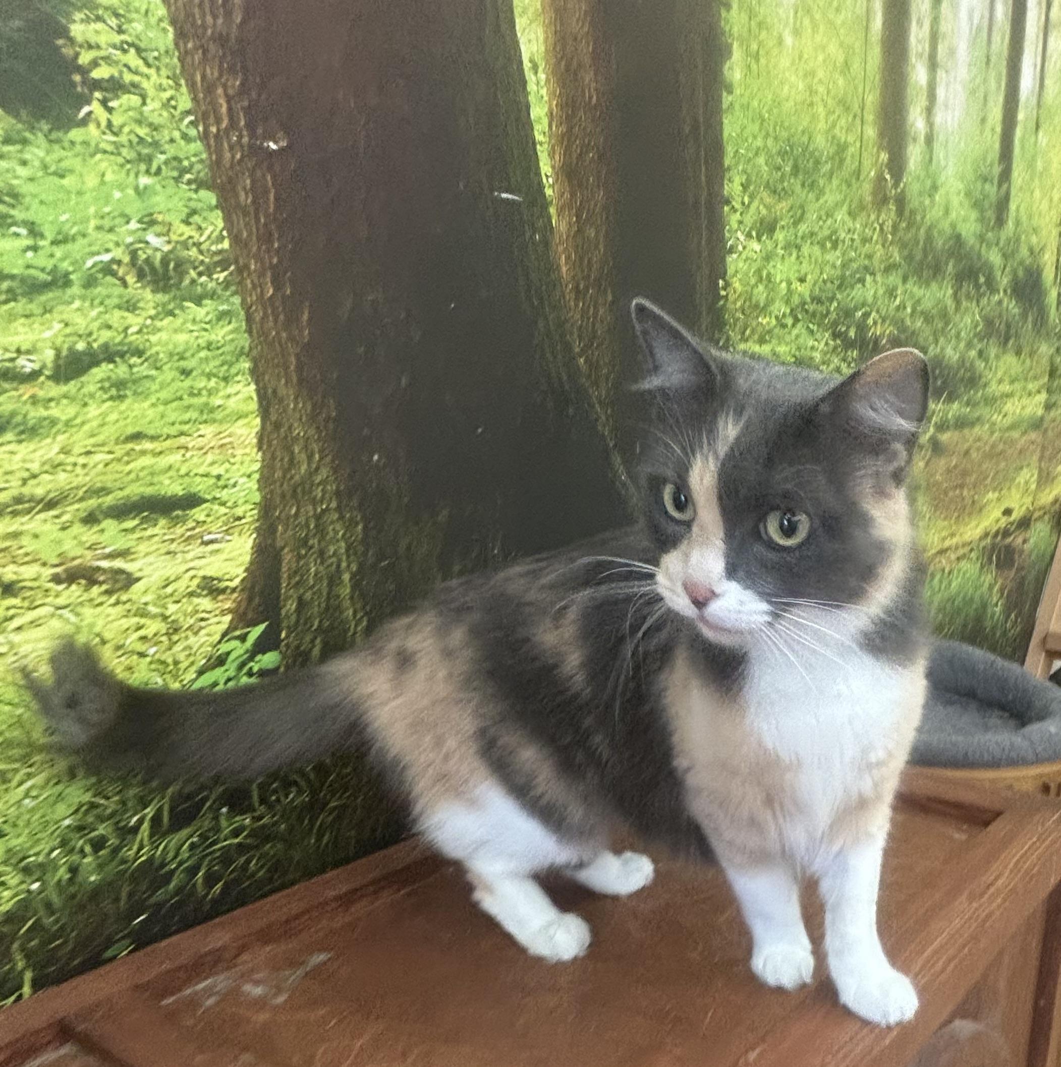 Enlarge Maddie, a Adoptable Dilute Calico in Whittier, CA image 2/6