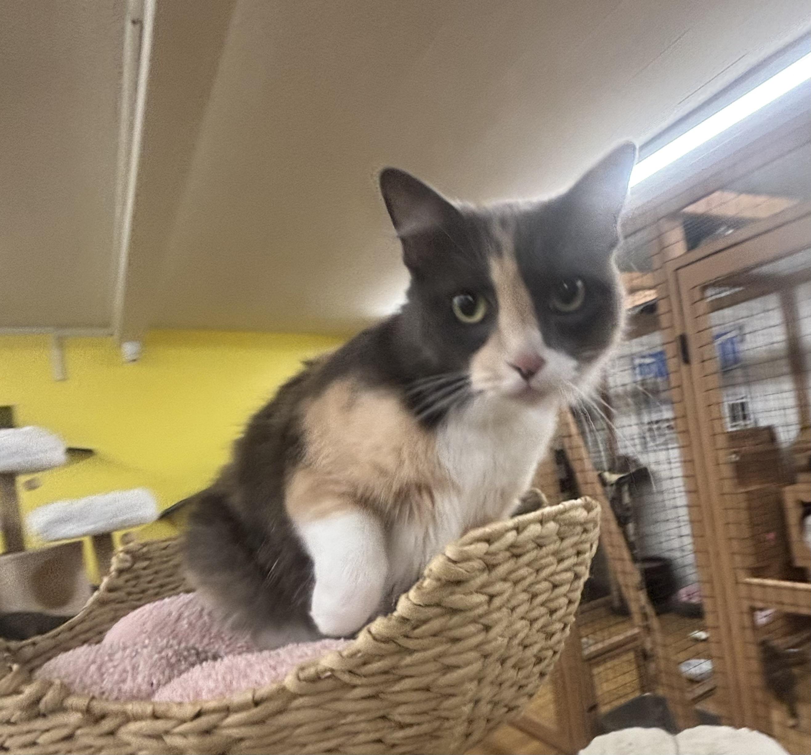 Enlarge Maddie, a Adoptable Dilute Calico in Whittier, CA image 3/6