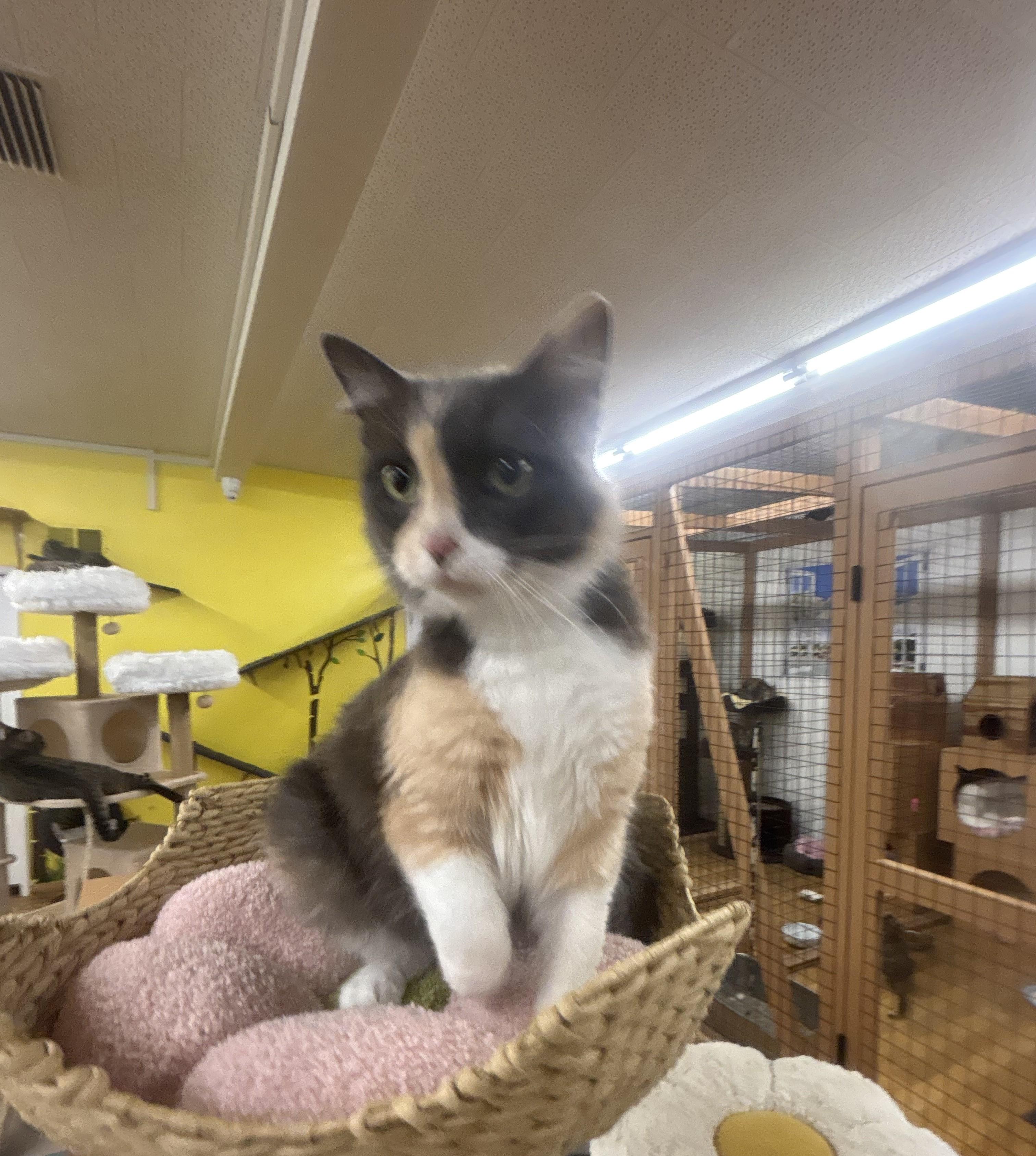 Enlarge Maddie, a Adoptable Dilute Calico in Whittier, CA image 6/6