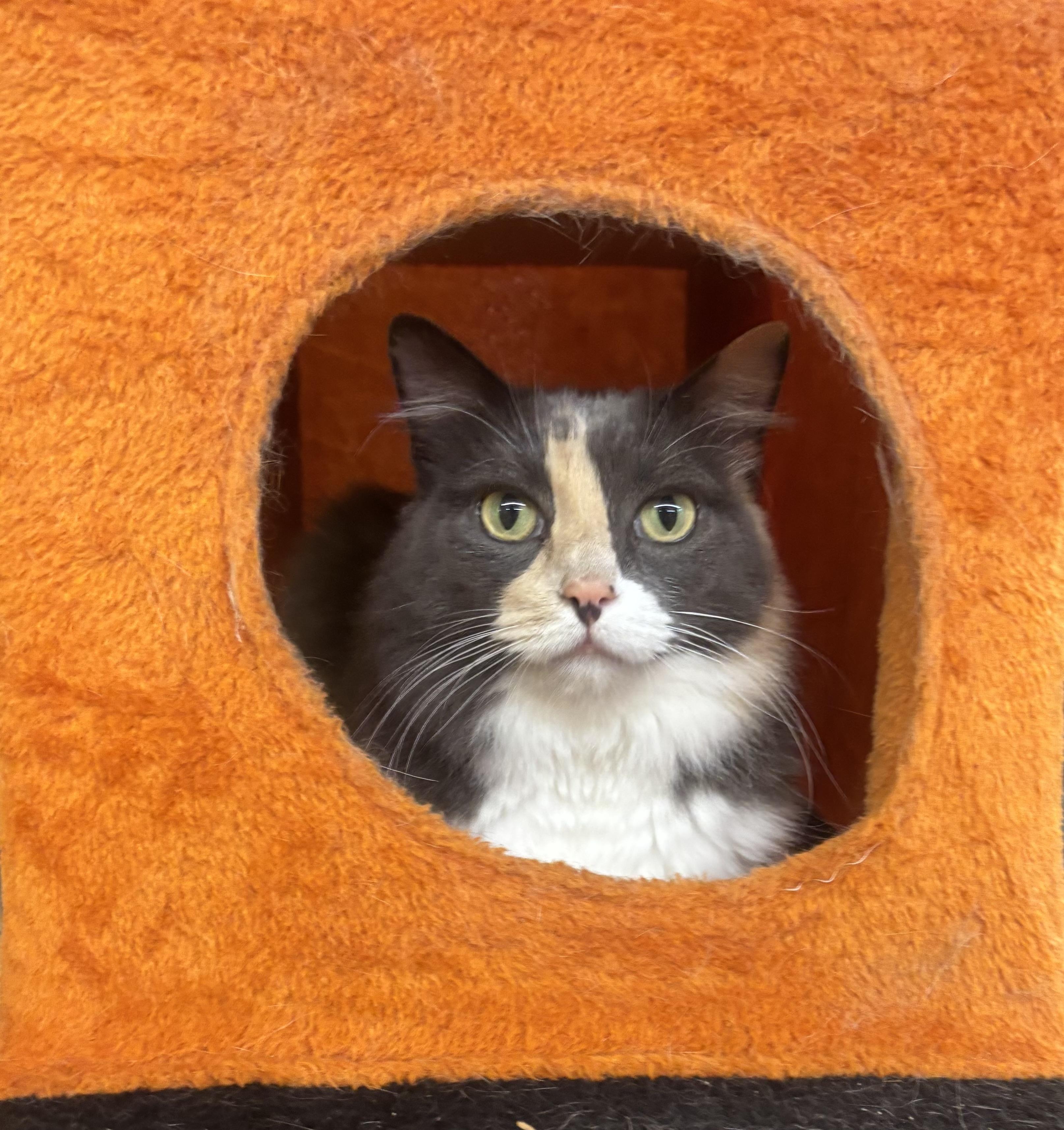 Maddie, Adoptable, Adult Female Dilute Calico.