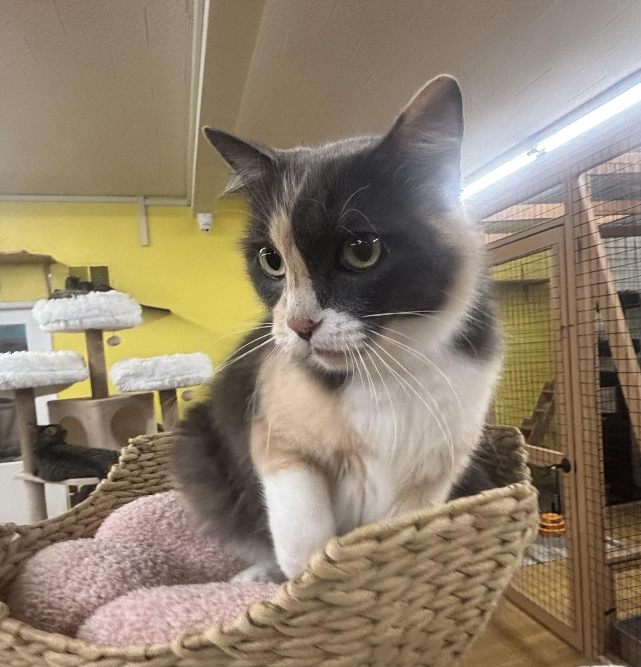 Enlarge Maddie, a Adoptable Dilute Calico in Whittier, CA image 5/6