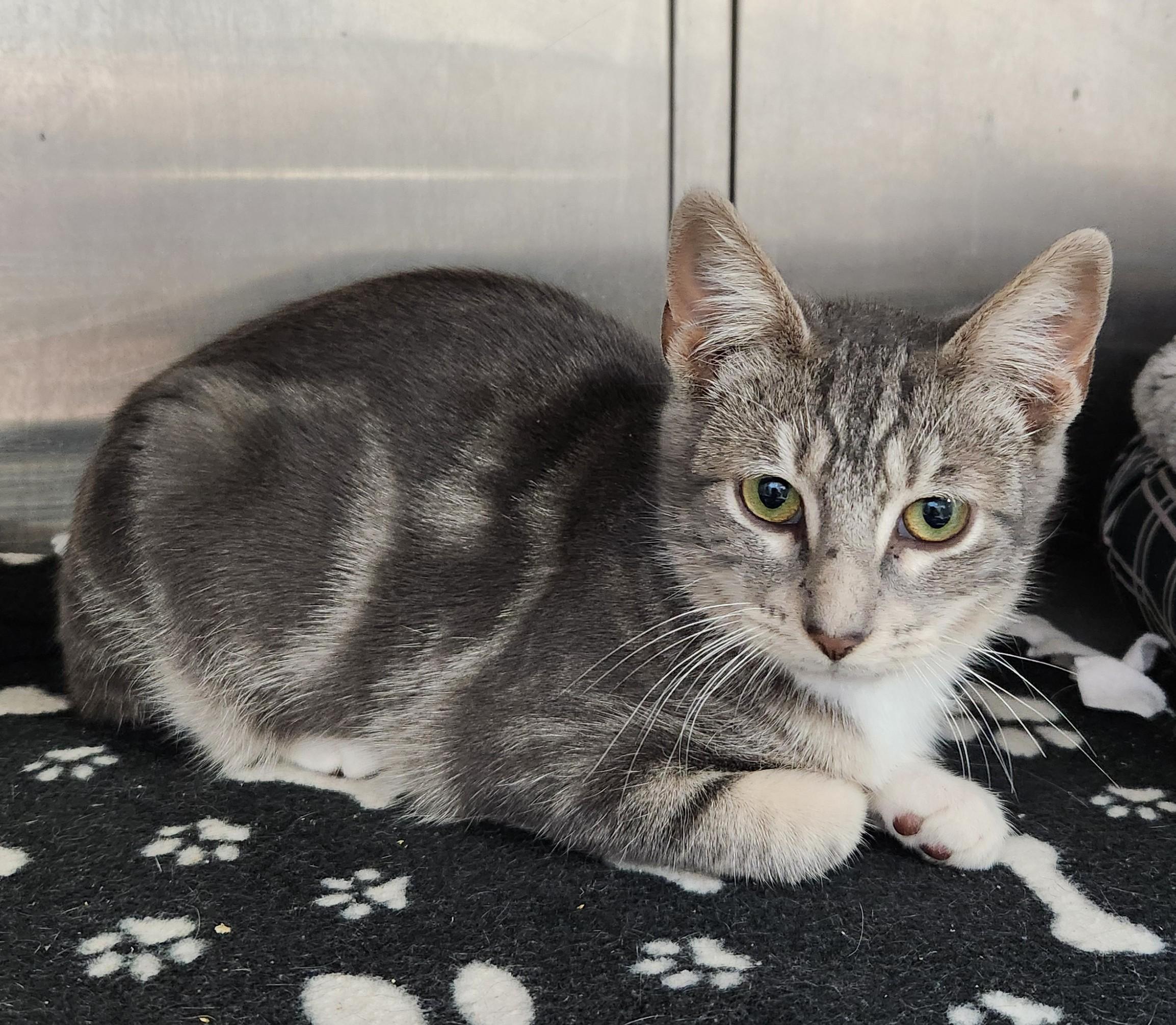 Ethan, Adoptable, Kitten Male Tabby.