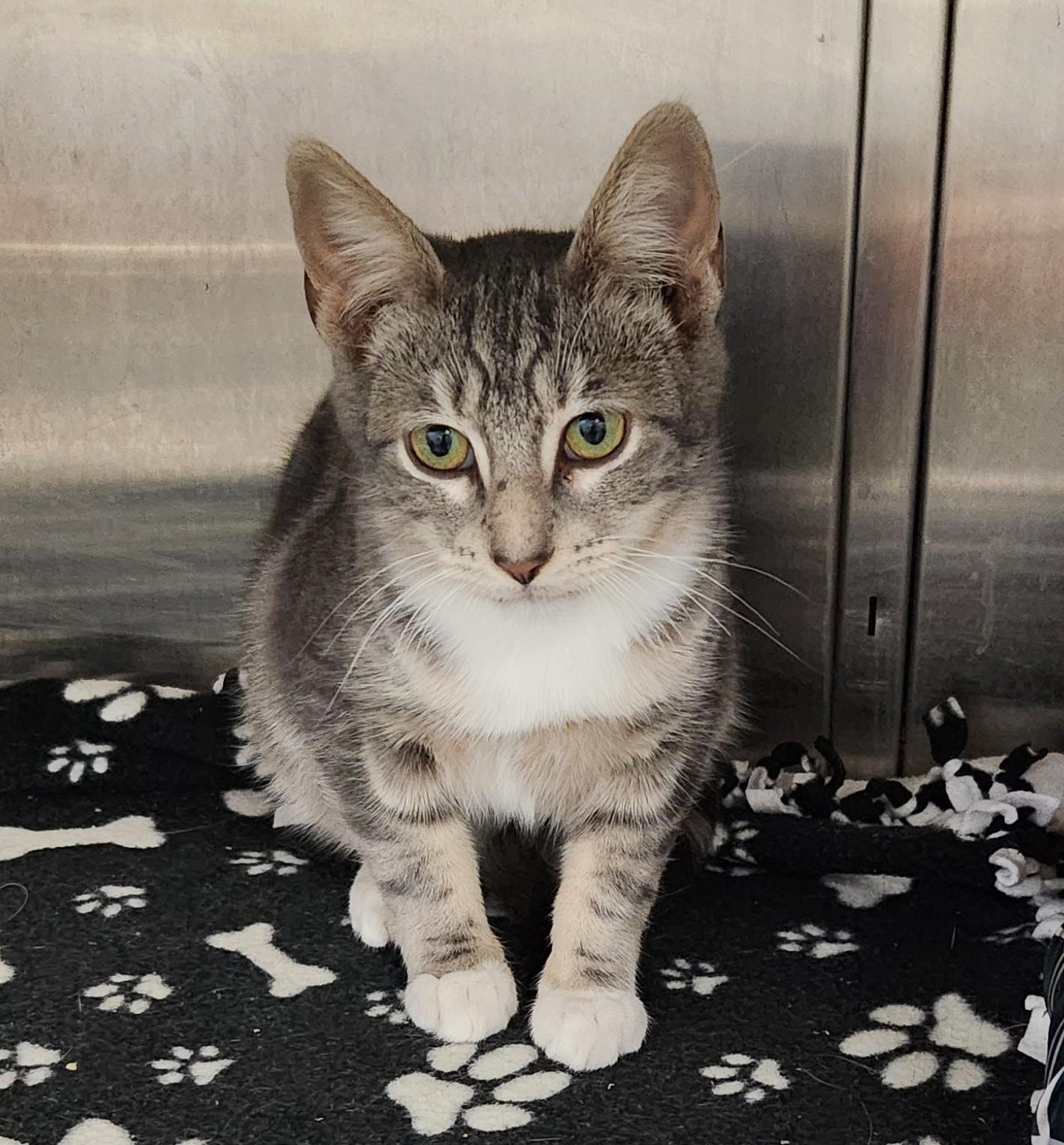 Enlarge Ethan, a Adoptable mixed breed in Siloam Springs, AR image 3/3