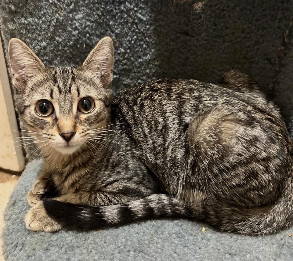 Enlarge Toby, a ADOPTABLE Tabby in Philadelphia, PA image 3/5