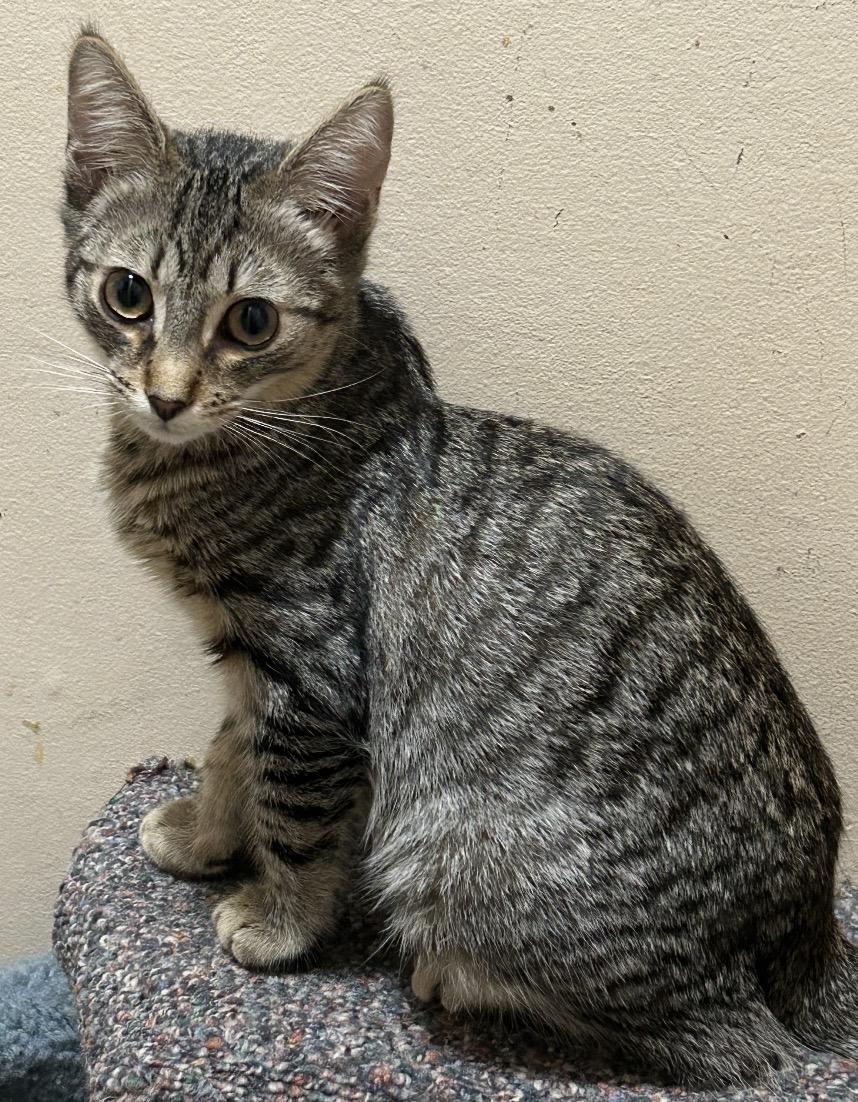 Toby, ADOPTABLE, Kitten Male Tabby.