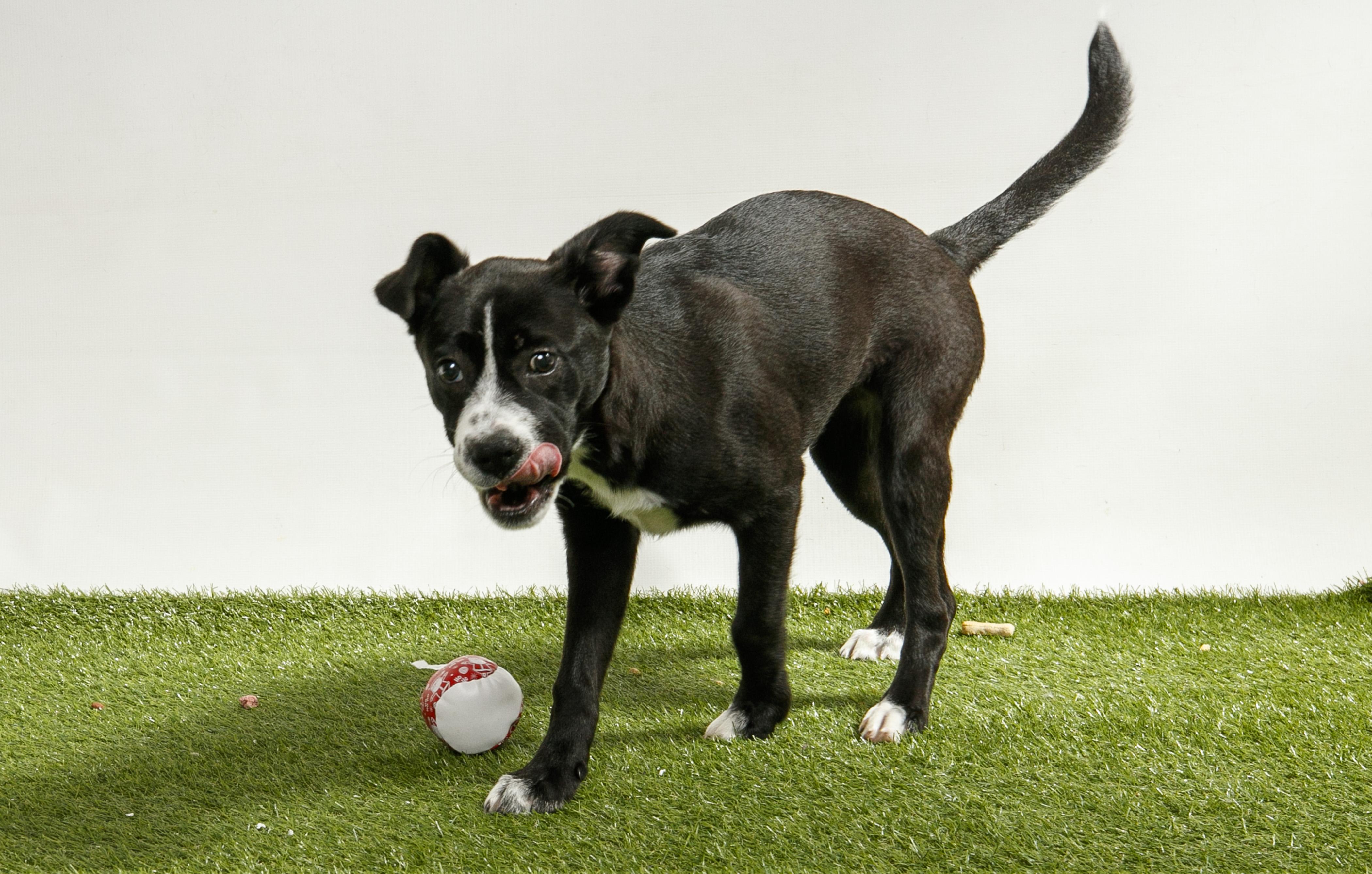 Enlarge Chanting, a Adopted Mixed Breed in Harvey , LA image 4/4