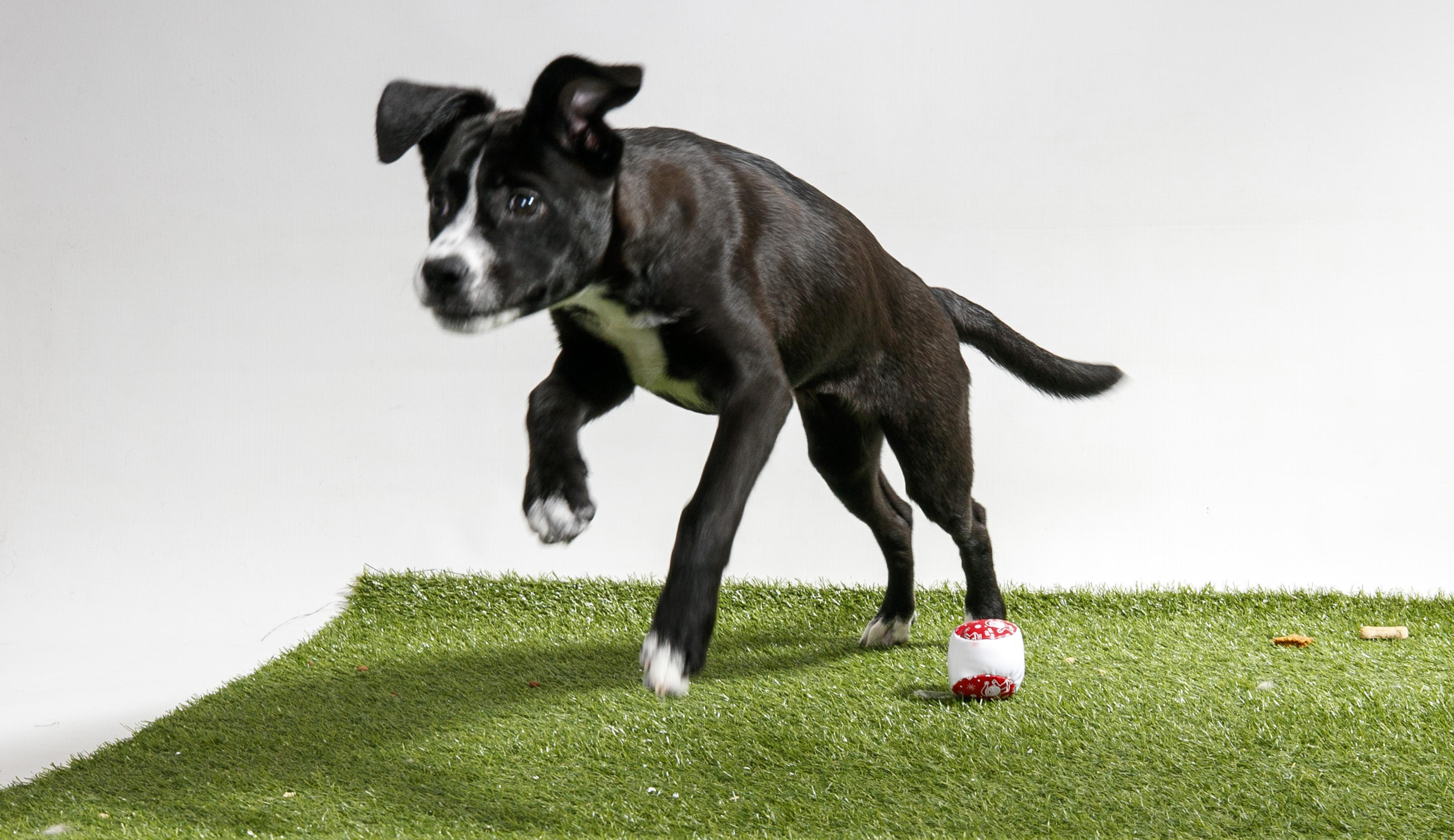 Enlarge Chanting, a Adopted Mixed Breed in Harvey , LA image 1/4