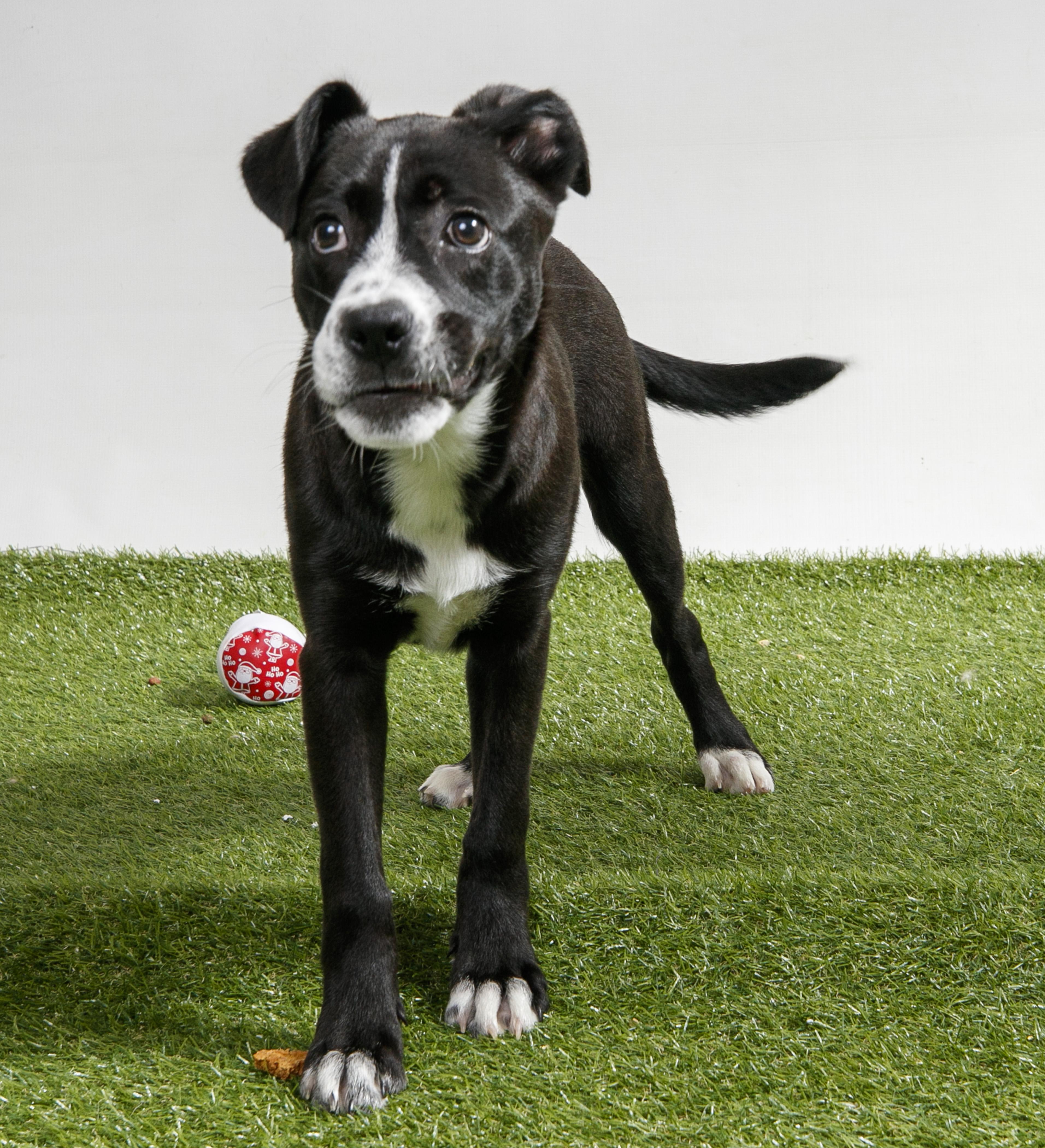 Enlarge Chanting, a Adopted Mixed Breed in Harvey , LA image 2/4