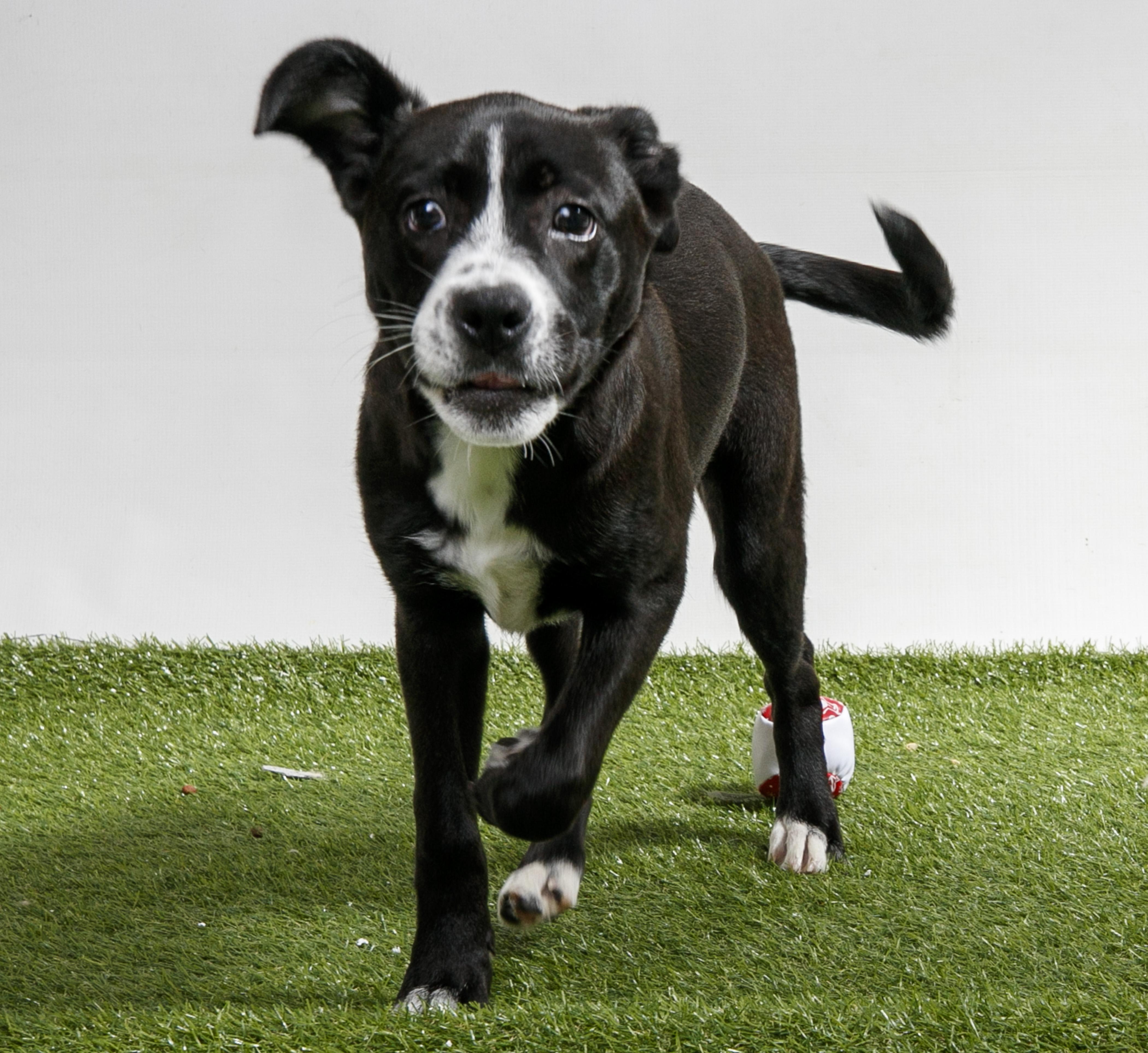 Enlarge Chanting, a Adopted Mixed Breed in Harvey , LA image 3/4