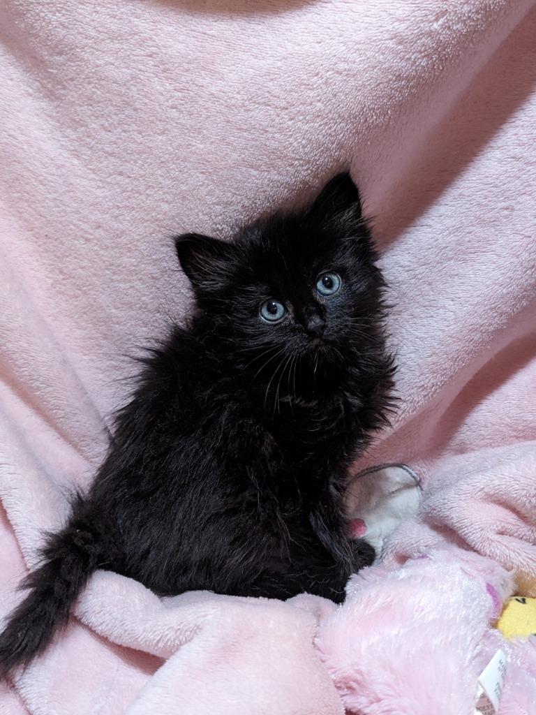 Rigatoni (Langley kitten #58), Adoptable, Kitten Female Domestic Medium Hair.
