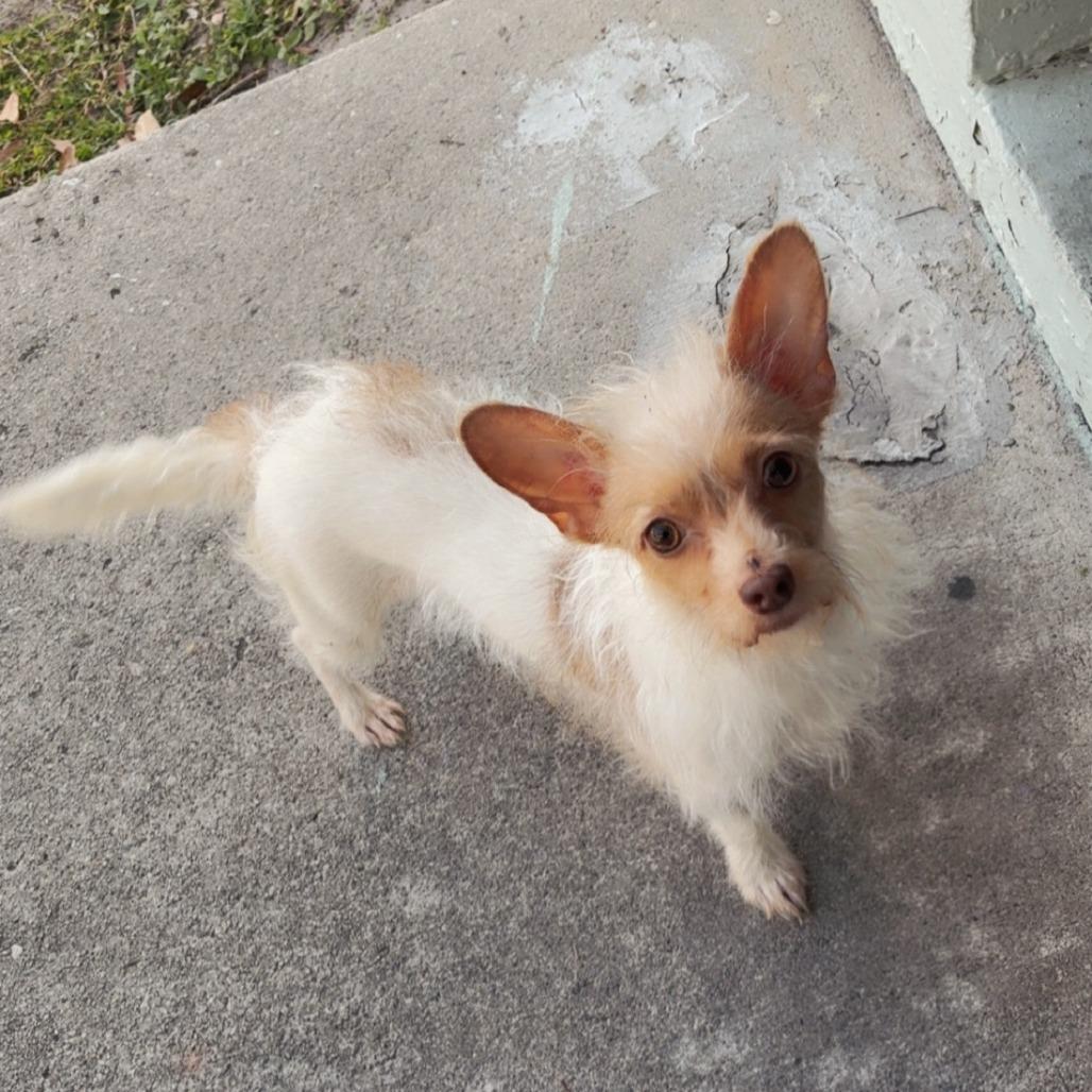 Enlarge Hazel, a Adoptable Chihuahua in Williston, FL image 2/2