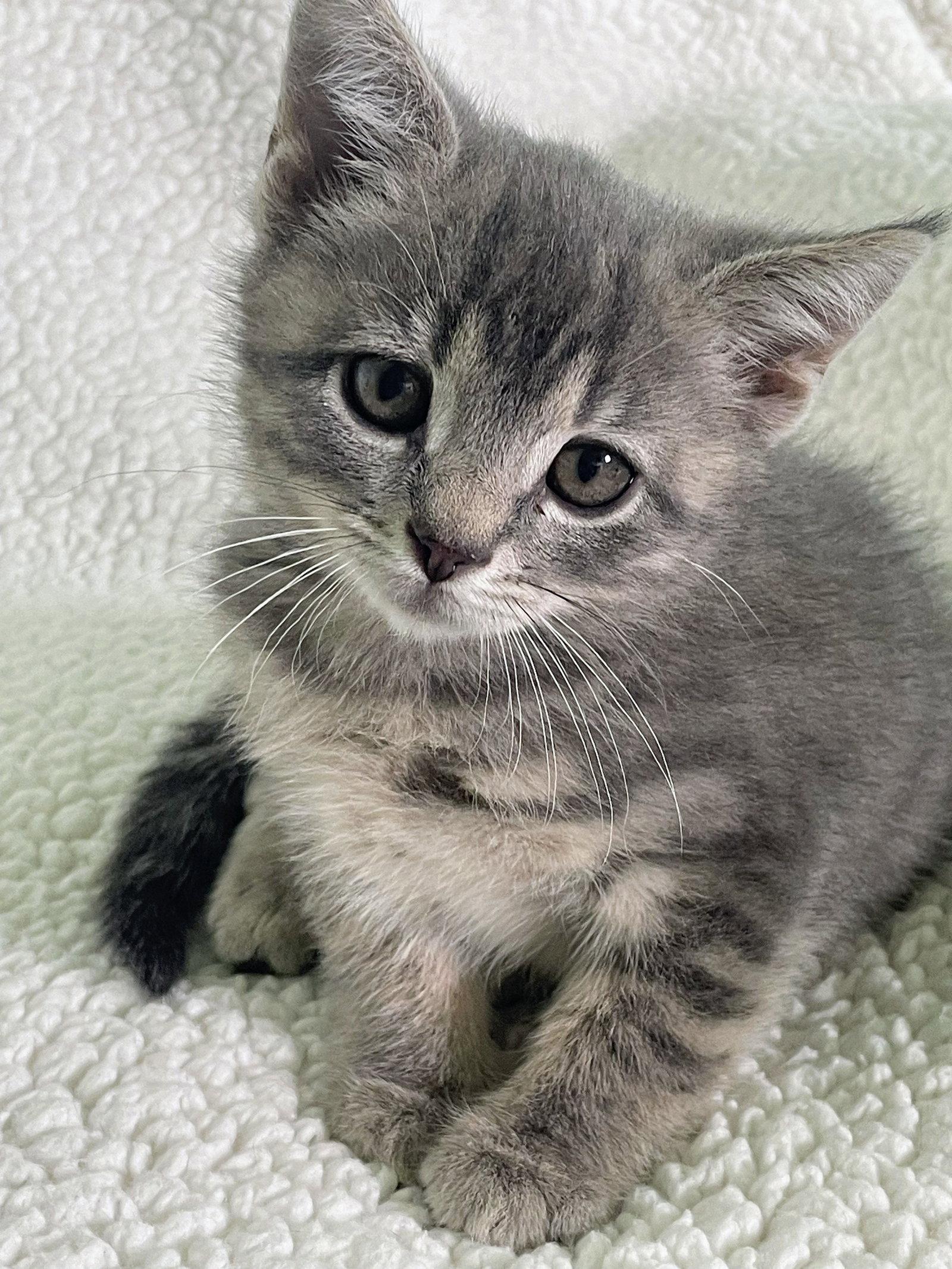 Enlarge Dill Kitten, a Adoptable Domestic Short Hair in Allentown, PA image 1/1