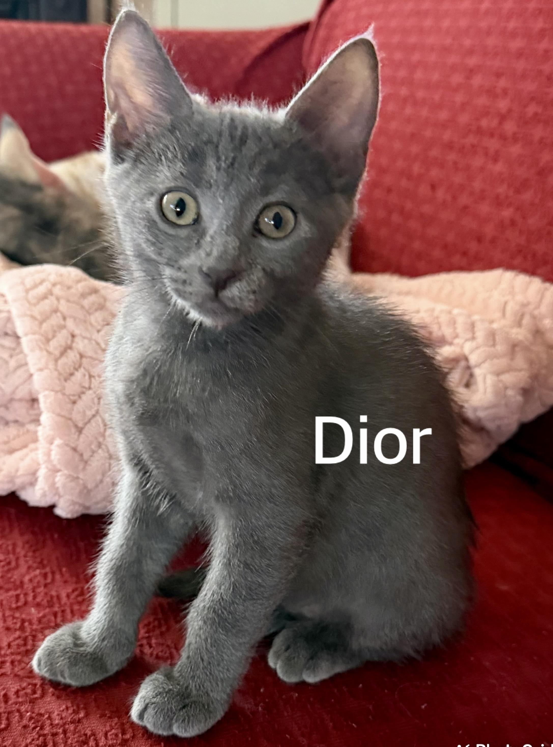 Dior, adopted, Kitten Male Domestic Short Hair.
