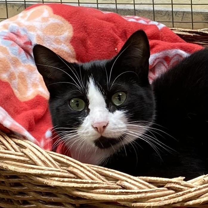 Rola, a Adoptable Tuxedo in Stanstead, QC image 1/6