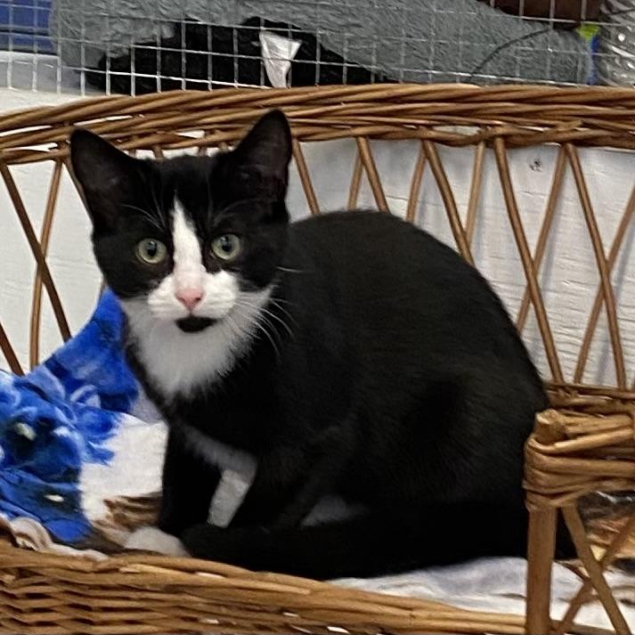 Rola, a Adoptable Tuxedo in Stanstead, QC image 1/5