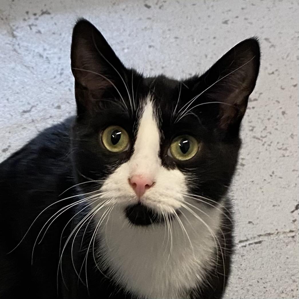 Rola, Adoptable, Kitten Female Tuxedo.