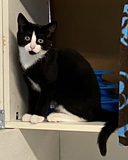 Rola, a Adoptable Tuxedo in Stanstead, QC image 3/5