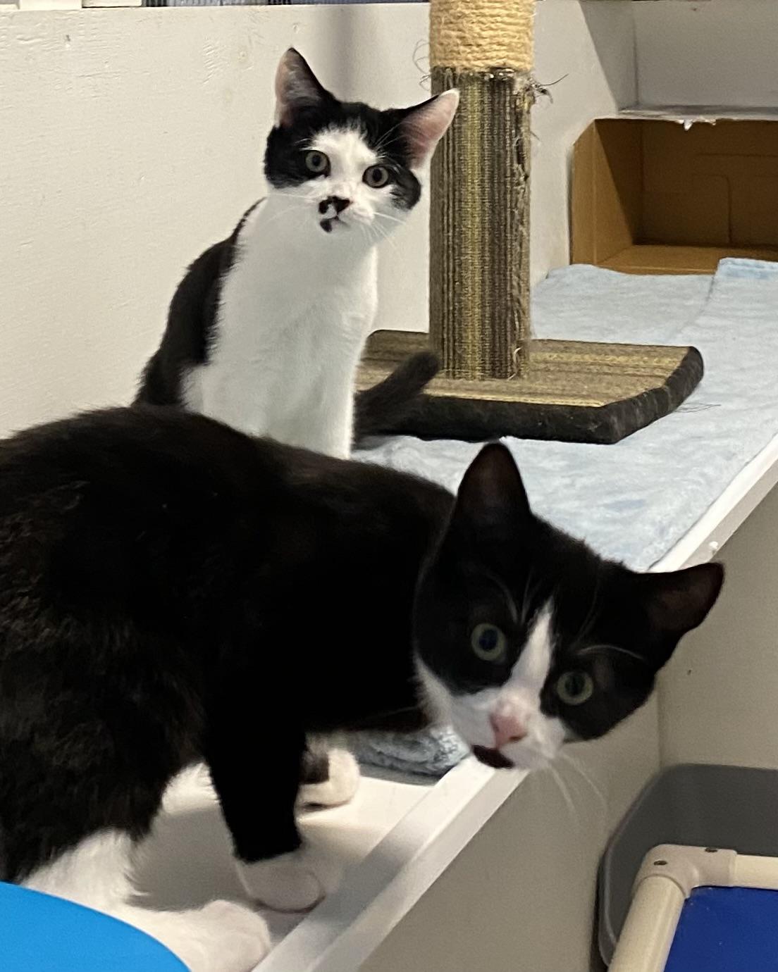 Rola, a Adoptable Tuxedo in Stanstead, QC image 4/5