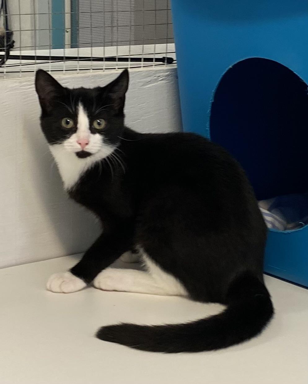 Rola, a Adoptable Tuxedo in Stanstead, QC image 5/5