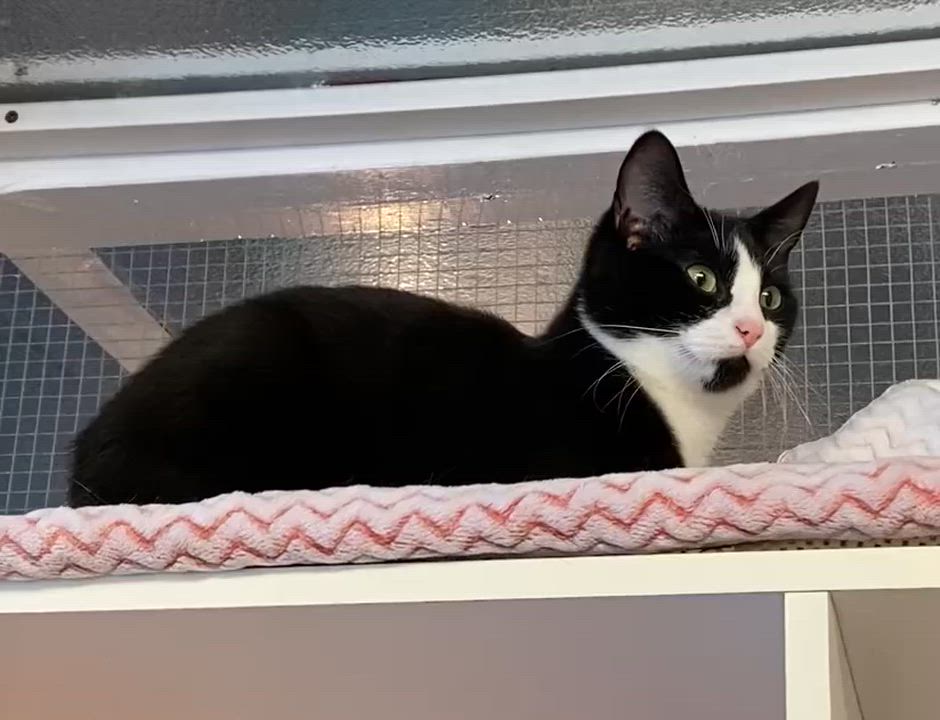 Enlarge Rola, a Adoptable Tuxedo in Stanstead, QC video 3/6