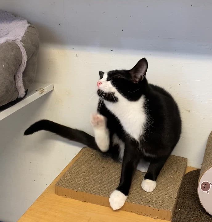 Enlarge Rola, a Adoptable Tuxedo in Stanstead, QC video 2/6