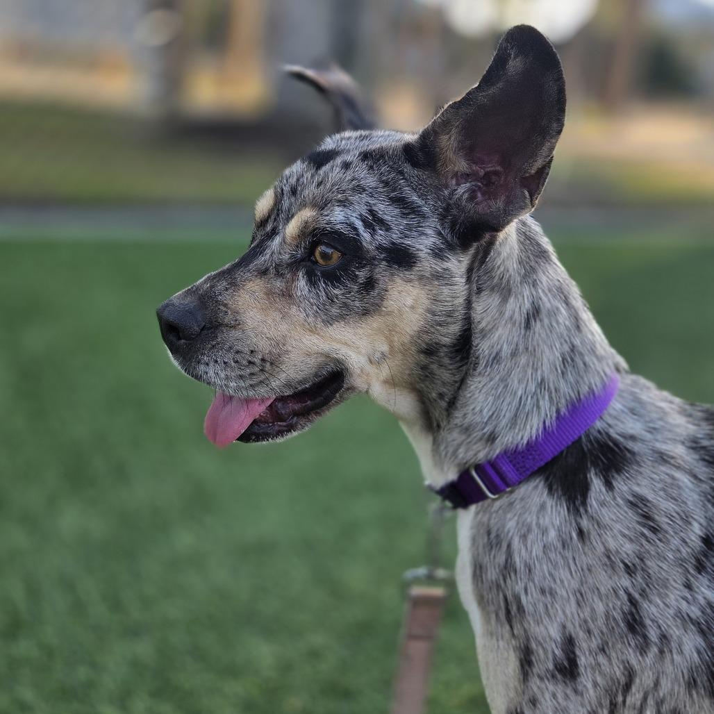 Lil Bit, a Adoptable Mixed Breed in Bradenton, FL image 1/3