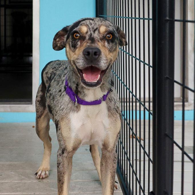 Lil Bit, a Adoptable Mixed Breed in Bradenton, FL image 2/3