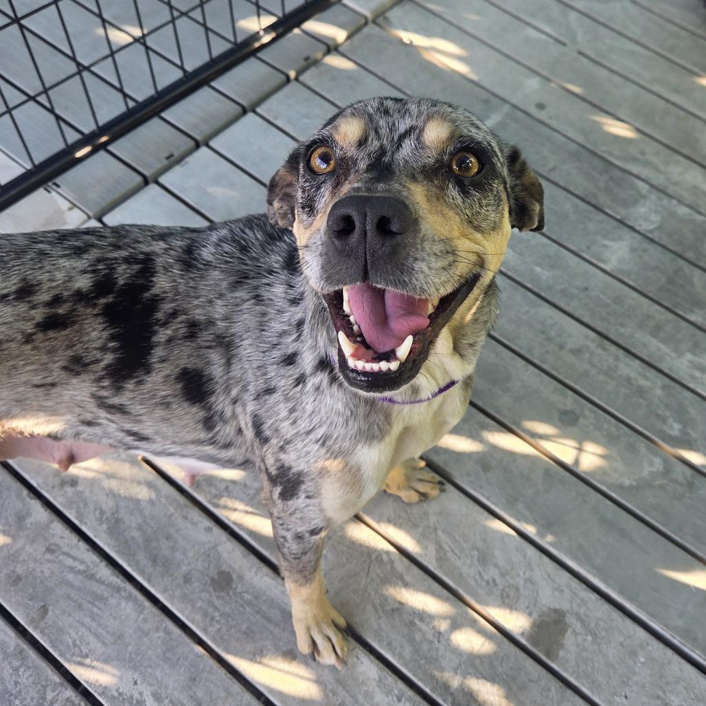 Lil Bit, a Adoptable Mixed Breed in Bradenton, FL image 3/3