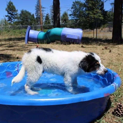Enlarge Dean, a ADOPTABLE mixed breed in Weaverville, CA image 3/6