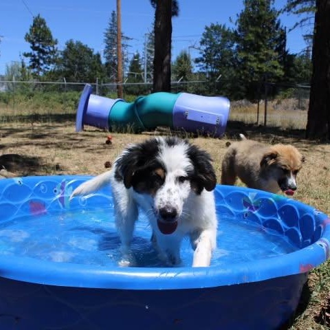 Enlarge Dean, a ADOPTABLE mixed breed in Weaverville, CA image 6/6