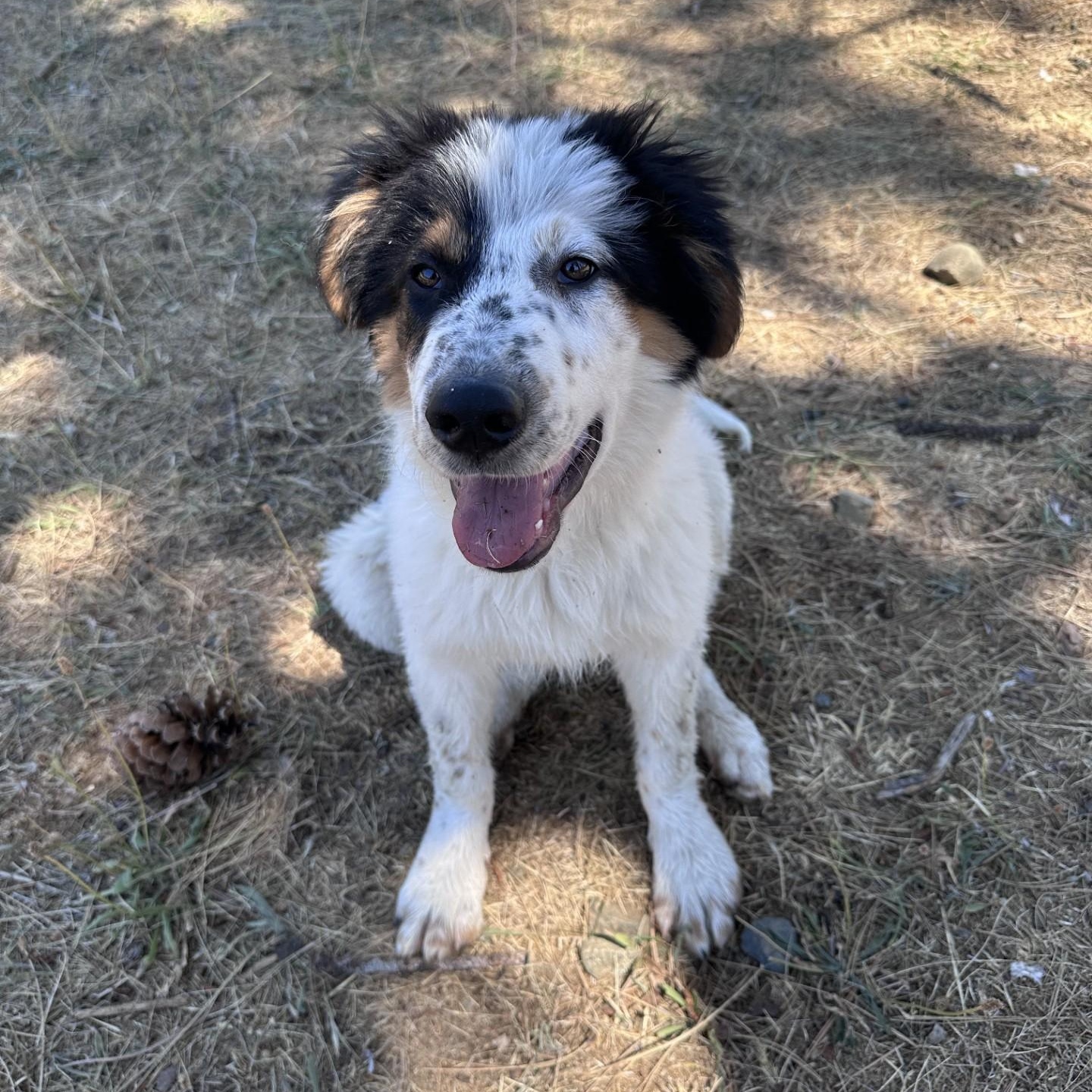 Enlarge Dean, a ADOPTABLE mixed breed in Weaverville, CA image 1/6