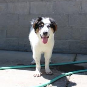 Enlarge Dean, a ADOPTABLE mixed breed in Weaverville, CA image 2/6