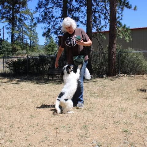 Enlarge Dean, a ADOPTABLE mixed breed in Weaverville, CA image 4/6