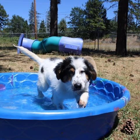 Enlarge Dean, a ADOPTABLE mixed breed in Weaverville, CA image 5/6