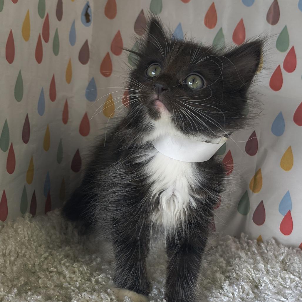 Dior - Curly, Adoptable, Kitten Female Domestic Short Hair.